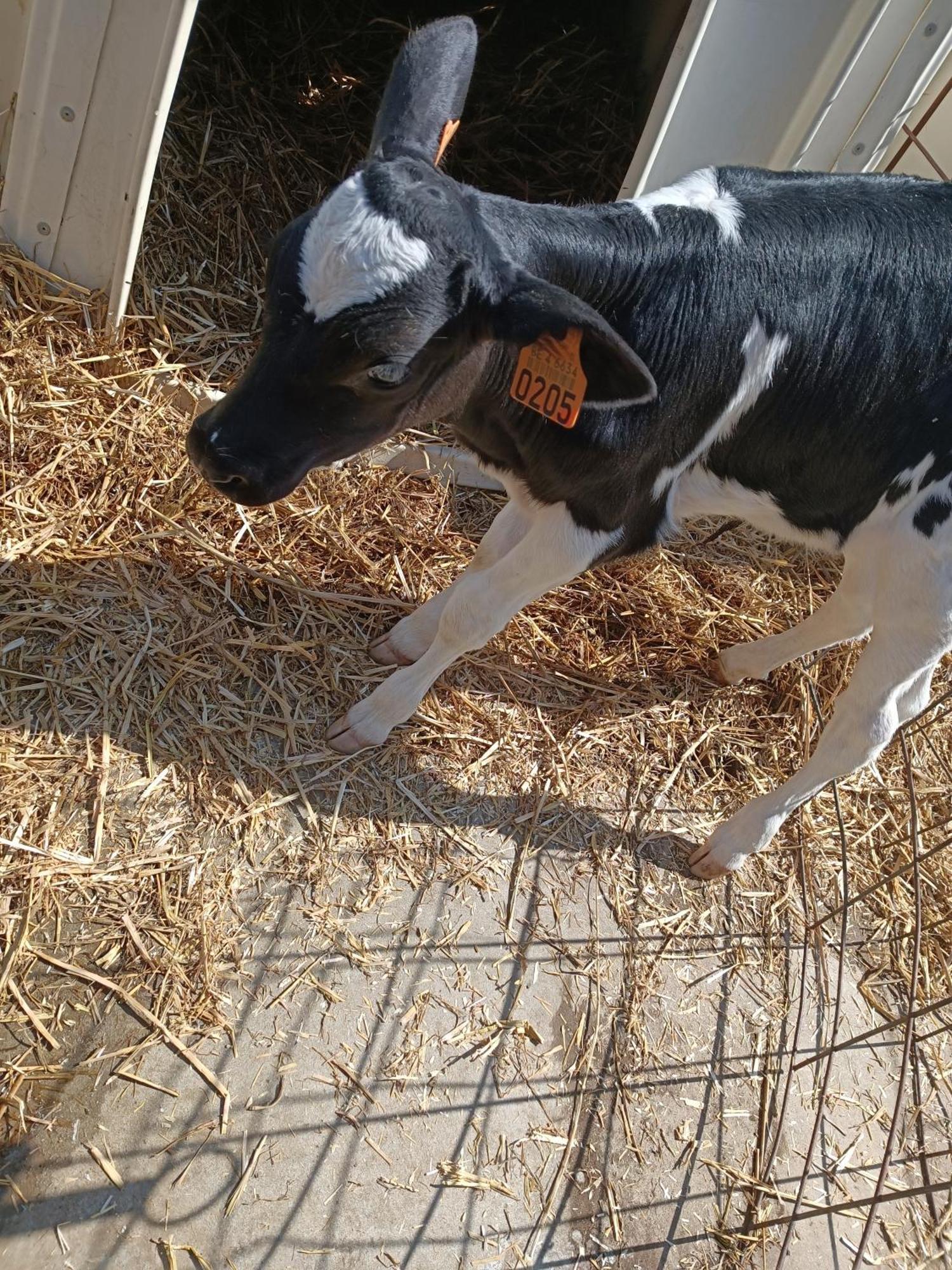 Gite Ferme D'Hurtaux Froid-Chapelle Exterior foto
